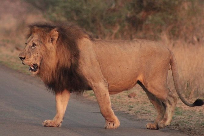 Kruger National Park Sunrise Half-Day Safari Tour - A private vehicle gives you room to follow the action