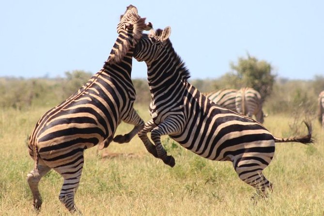 Kruger National Park Sunrise Half-Day Safari Tour - The 8:00 a.m. comfort stop