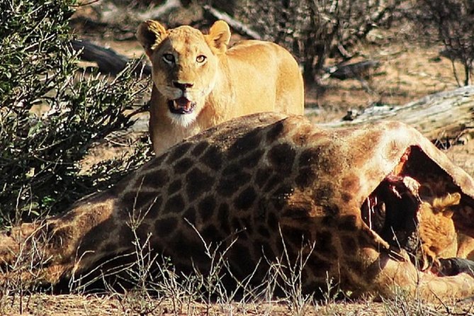 Kruger National Park Sunrise Half-Day Safari Tour - Andrew’s guiding style is a major part of the value