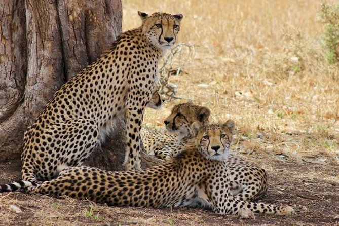 Kruger National Park Sunrise Half-Day Safari Tour - What the first three hours are like