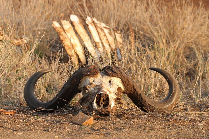 Kruger Park - Full day - Private safari vehicle - Key points to know before booking