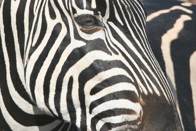 Kruger Park - Full day - Private safari vehicle - Why this full-day Kruger trip works for a short stay