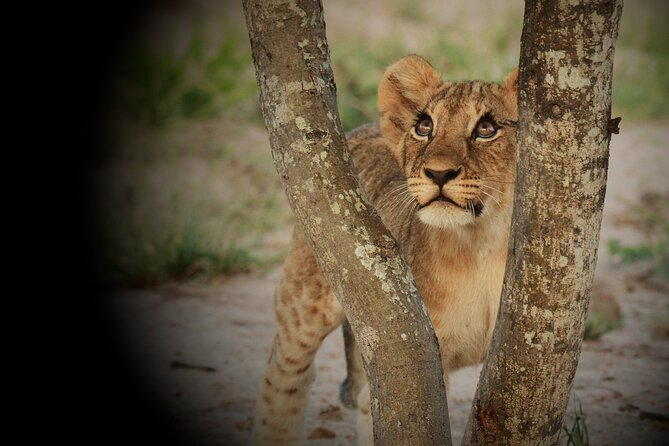 Kruger Park - Full day - Private safari vehicle - Six hours searching near Satara