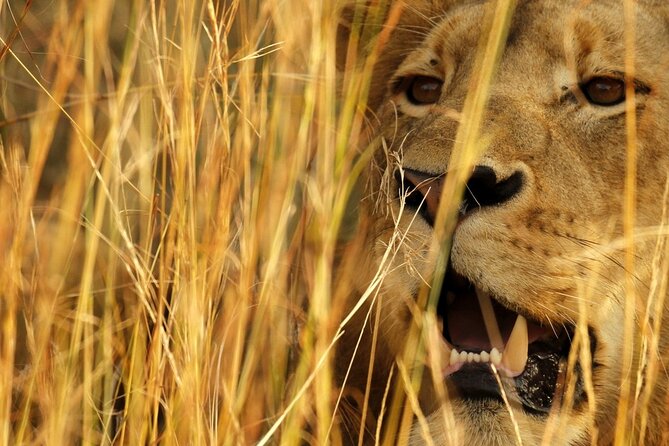 Kruger Park - Full day - Private safari vehicle - Coffee, rusks, and a break at Satara