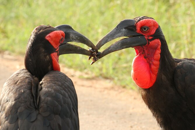 Kruger Park - Full day - Private safari vehicle - Is $187.58 per person good value?