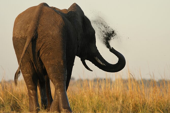 Kruger Park - Full day - Private safari vehicle - Leaving Hoedspruit before sunrise