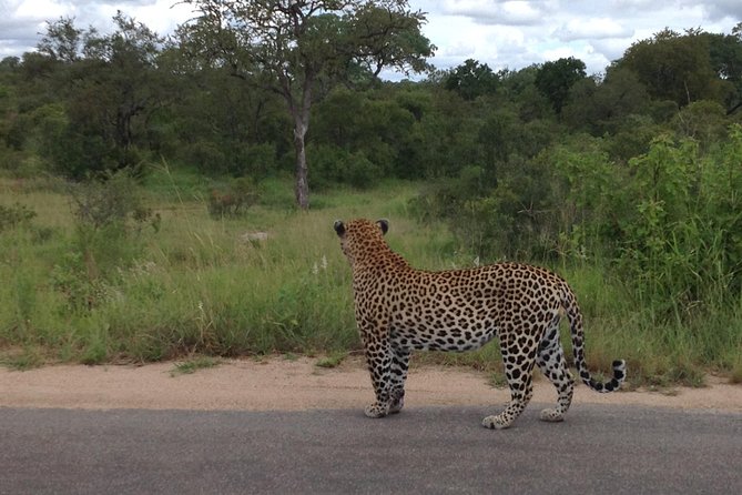 Kruger Park Safari: Guided Day Tour from Nelspruit - Lunch, rest stops, and the practical food question
