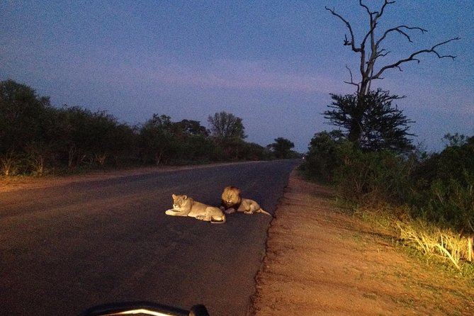 Kruger Park Safari: Guided Day Tour from Nelspruit - The afternoon drive and return to Nelspruit