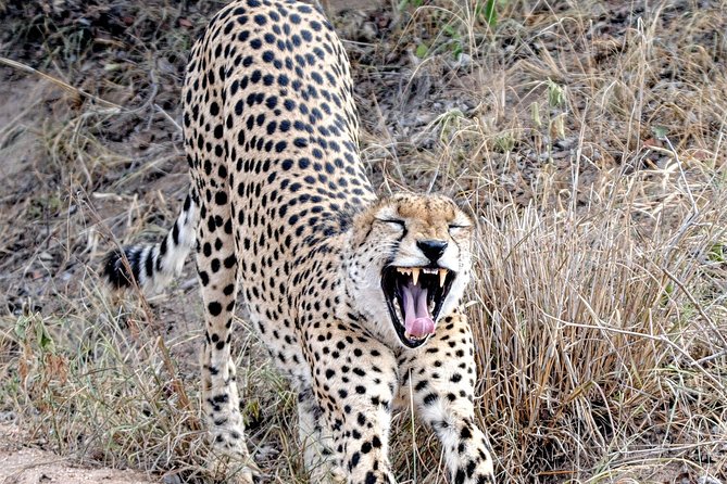 Kruger Park Safari: Guided Day Tour from Nelspruit - Searching for the Big Five and the smaller surprises