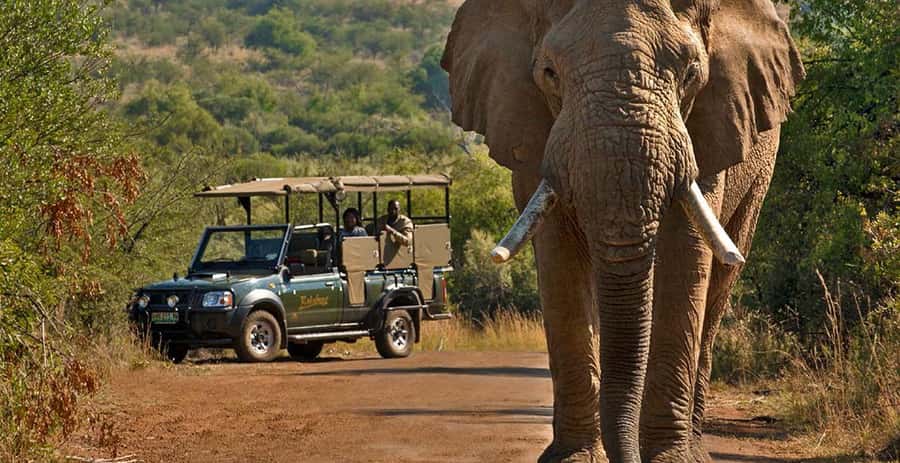 Kruger Park Scheduled Full day Safari Drive from Hoedspruit - Why this Kruger day trip works from Hoedspruit