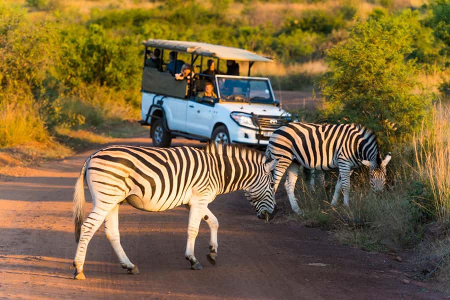Kruger Park Scheduled Full day Safari Drive from Hoedspruit - Morning game viewing around Orpen