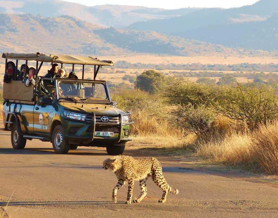 Kruger Park Scheduled Full day Safari Drive from Hoedspruit - The guide makes the difference