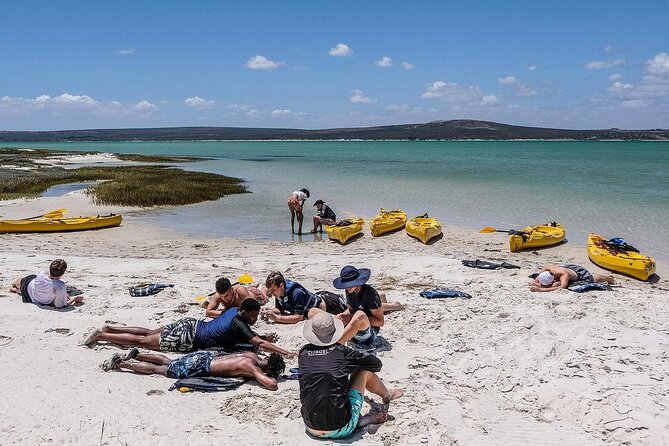 Langebaan Lagoon Island Kayak Experience - Cape fur seals and the Great Africa Sea Forest