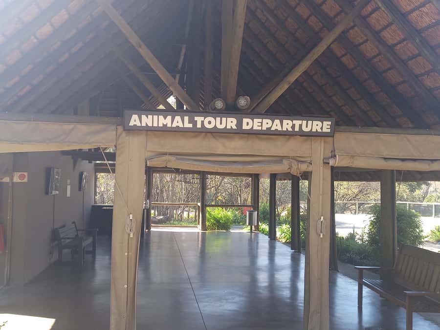 Lion park - Key points to know before booking