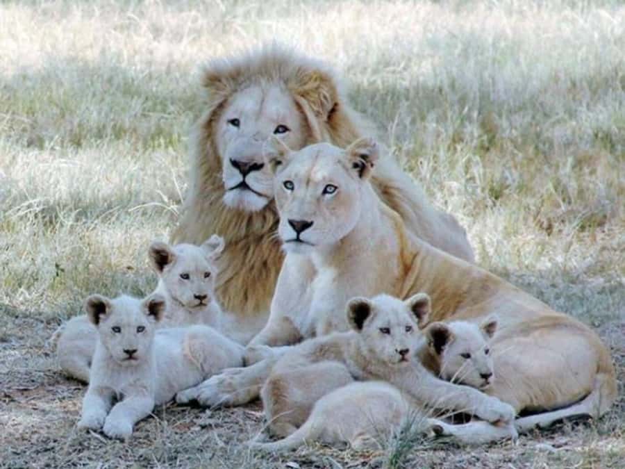 Lion Park Tour in Open Safari Vehicle - What Lion & Safari Park Is Set Up to Do