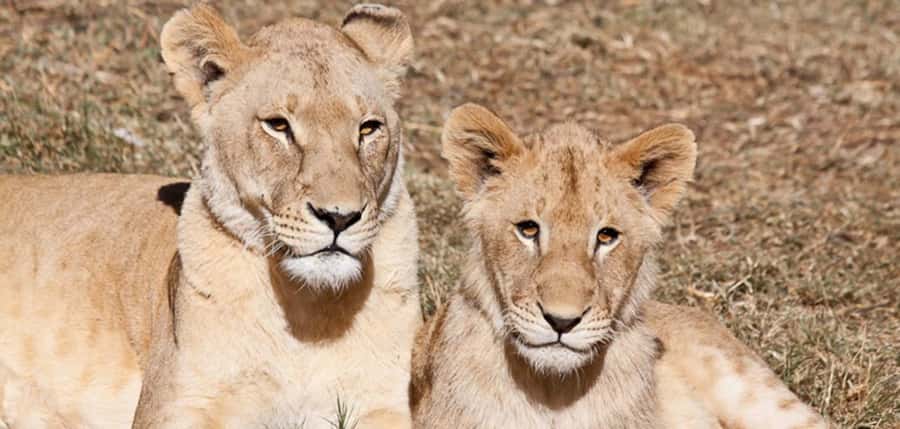 Lion Park Tour in Open Safari Vehicle - Lions, White Lions, Cheetahs, and Wild Dogs