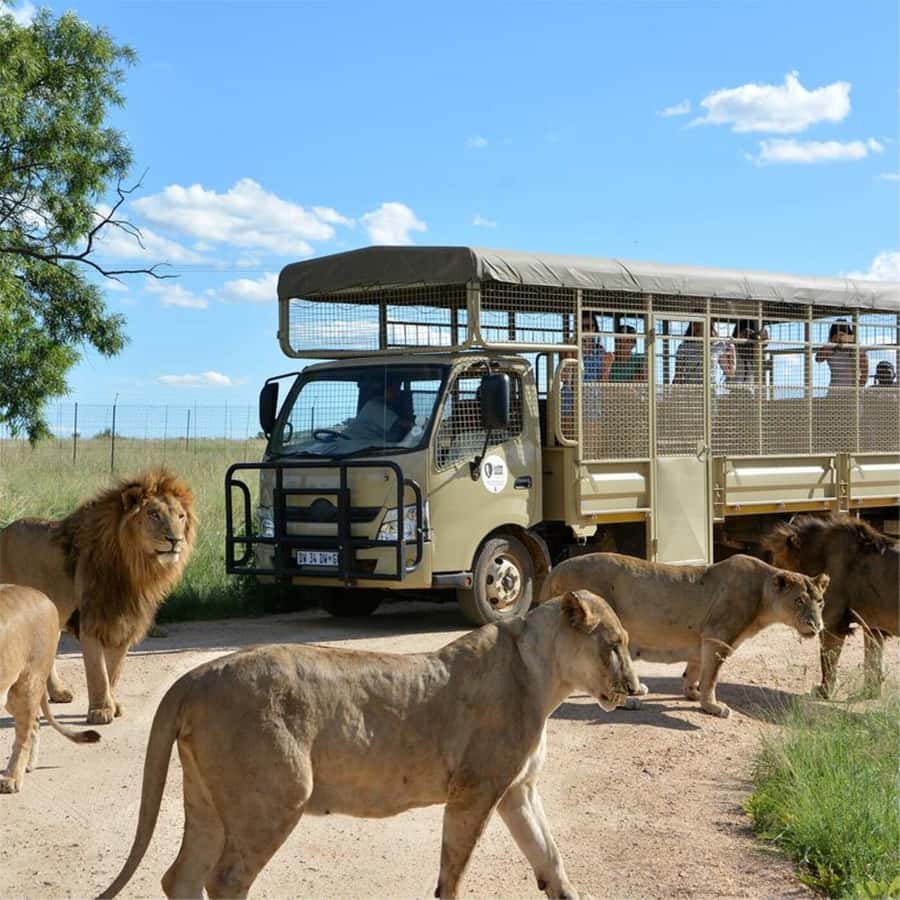 Lion Park Tour in Open Safari Vehicle - Why the No-Contact Rule Matters