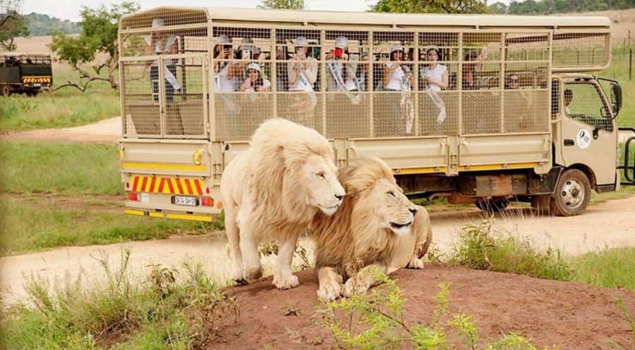 Lion Park Tour in Open Safari Vehicle - The Four-Hour Schedule and Its Limits