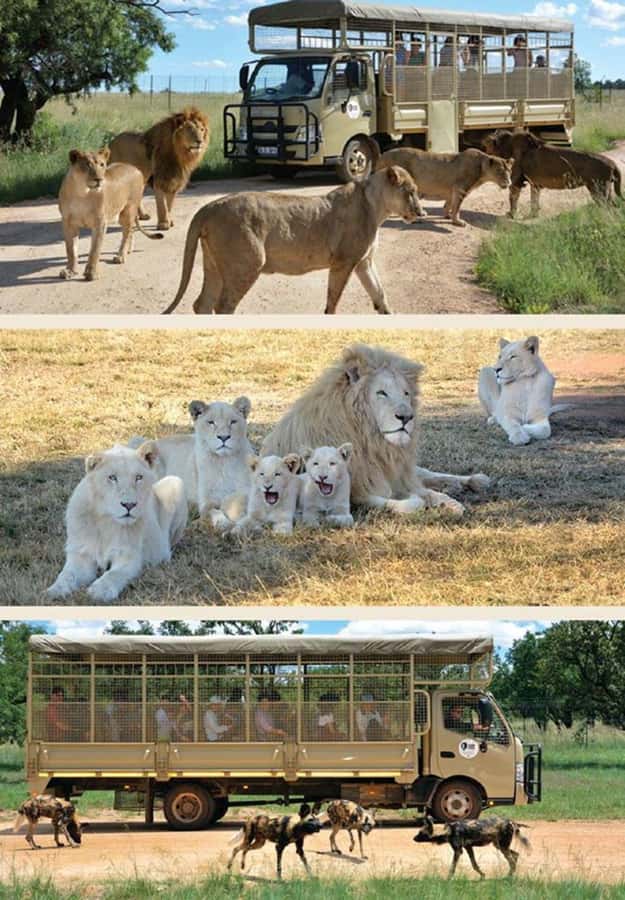 Lion Park Tour in Open Safari Vehicle - Is $118 a Fair Price?