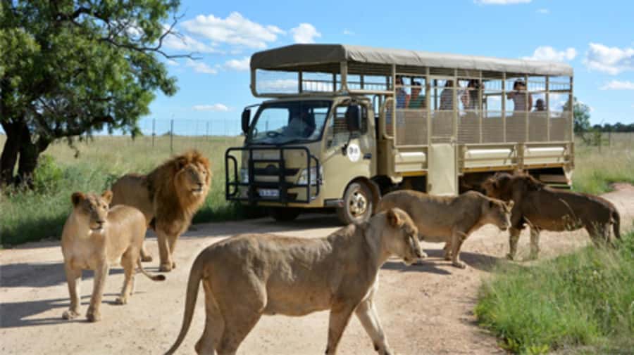 Lion Park Tour in Open Safari Vehicle - Who Will Enjoy This Best?