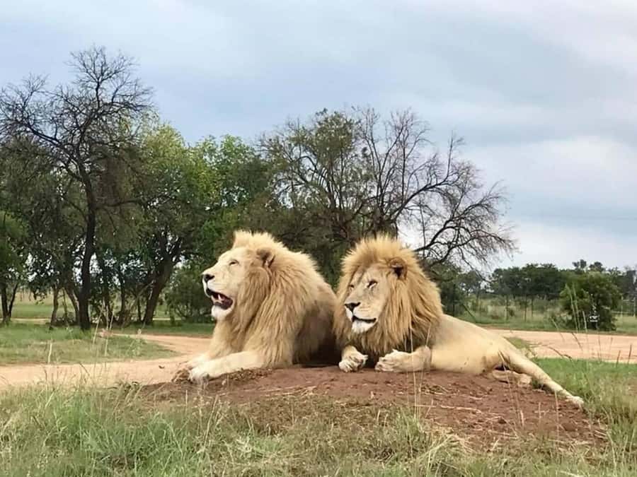 Lion Park Tour in Open Safari Vehicle - Should You Book This Lion Park Tour?