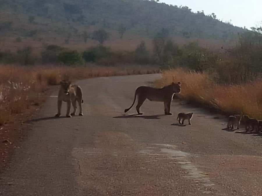 Lion park - What the morning schedule really means
