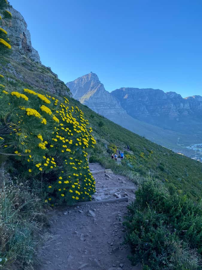 Lion's Head Hike: Cape Town - Sunrise or Sunset Hike - What $49 gets you