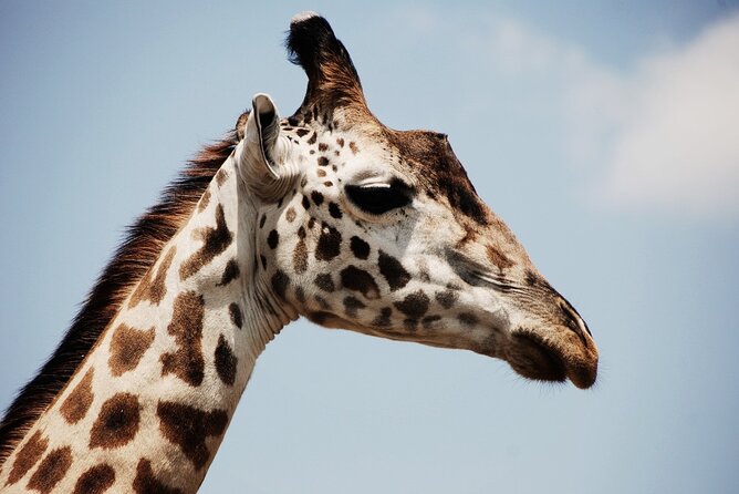 Lion & Safari Park - The drive into the 1,000-hectare reserve