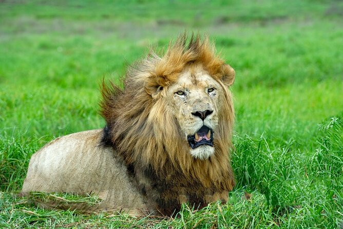 Lion & Safari Park - Is $89.46 a fair price?
