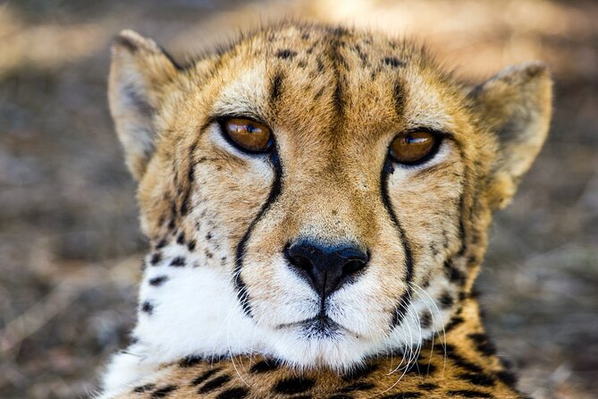 Lion & Safari Park - Photography and the best reasons to go