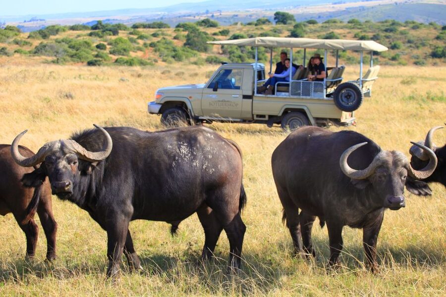 Little Brak River: Botlierskop Guided Game Drive - Key points to know