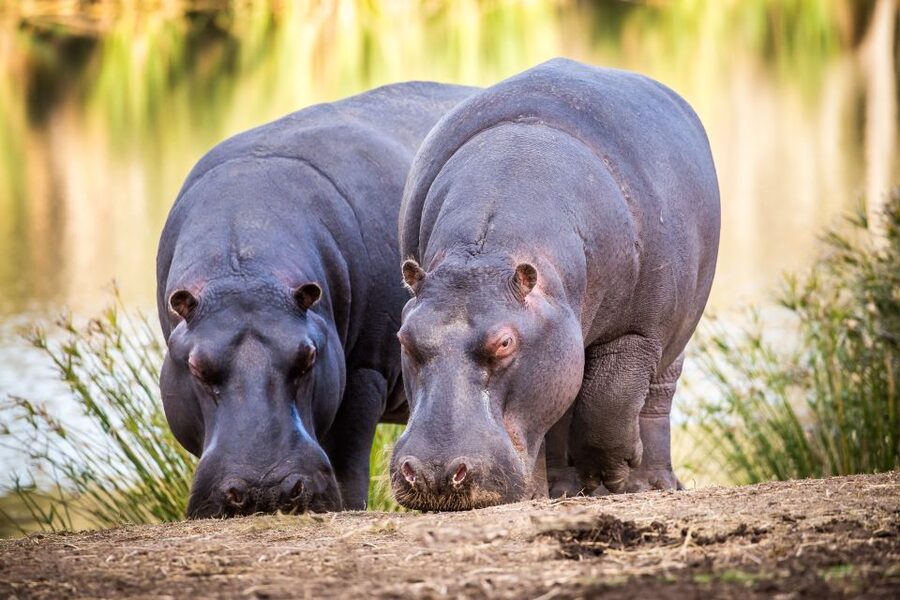 Little Brak River: Botlierskop Guided Game Drive - Why this reserve works for a short safari