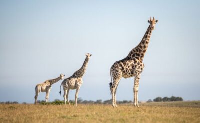 Botlierskop Guided Game Drive