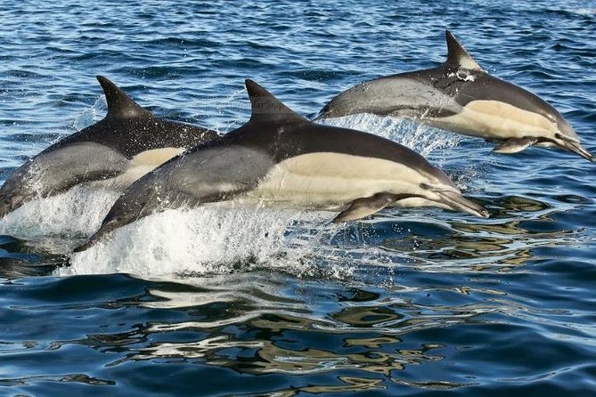 Marine Big 5 Full Day Guided Return Transfer Cape Town - Gansbaai - From Cape Town to Hermanus by mountain pass