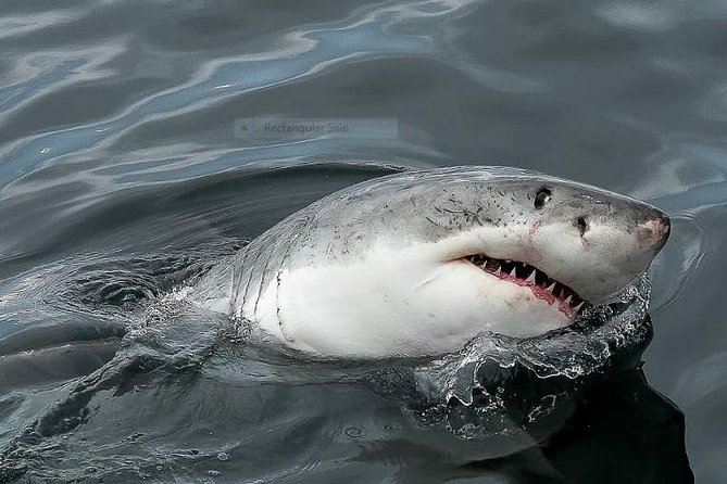 Marine Big 5 Full Day Guided Return Transfer Cape Town - Gansbaai - What the price really covers