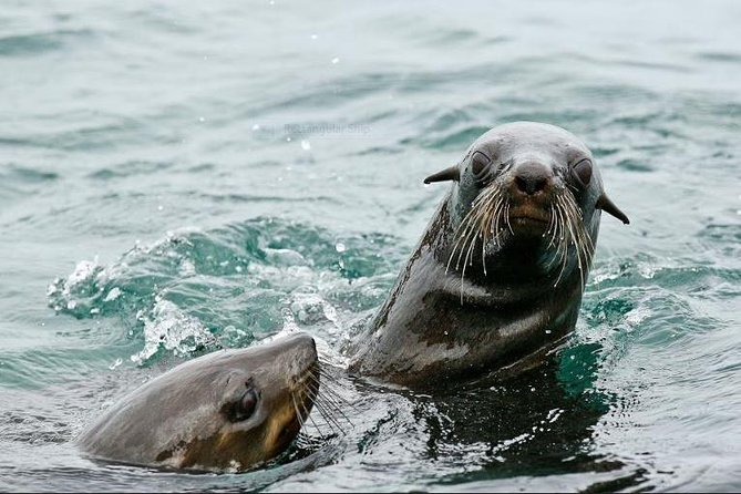 Marine Big 5 Full Day Guided Return Transfer Cape Town - Gansbaai - When the season and weather matter most