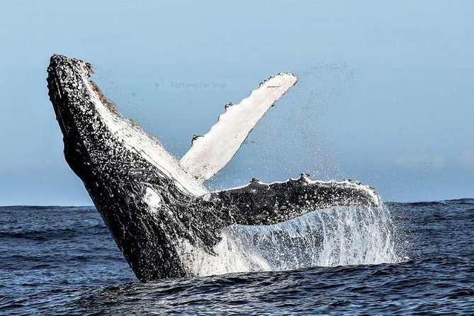 Marine Big 5 Full Day Guided Return Transfer Cape Town - Gansbaai - The guides are a major part of the value