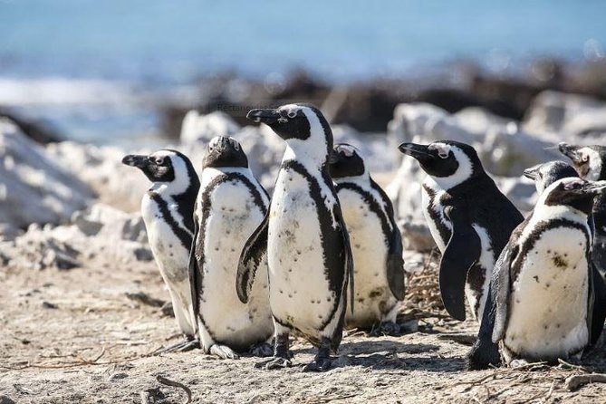 Marine Big 5 Full Day Guided Return Transfer Cape Town - Gansbaai - Hermanus Harbour and the 2 to 3 hour cruise