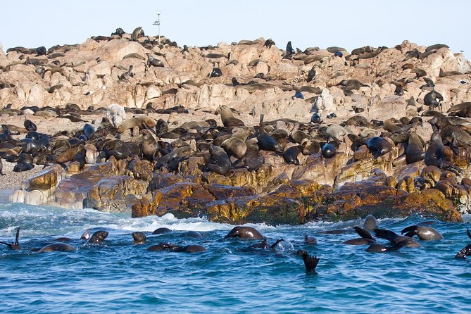 Marine Big 5 Safari full day trip from Cape Town - A two-hour boat trip around Dyer Island