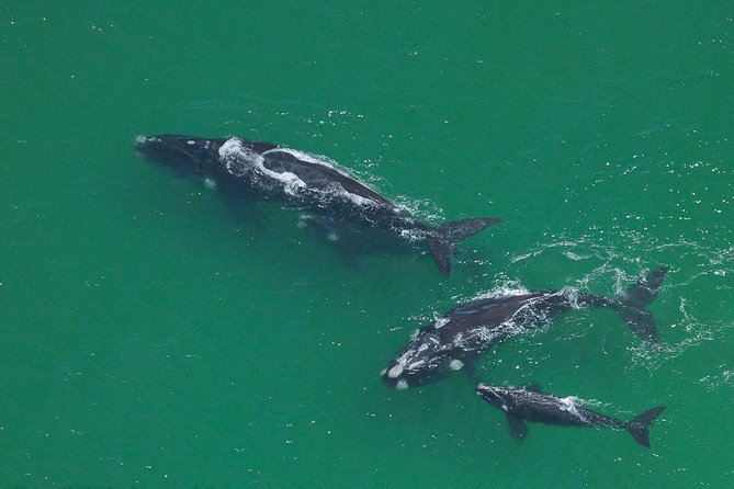 Marine Big 5 Safari full day trip from Cape Town - Who will enjoy this trip most