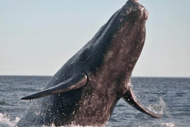 Marine Big 5 Safari full day trip from Cape Town - Seal Island and the noisy life around Geyser Rock