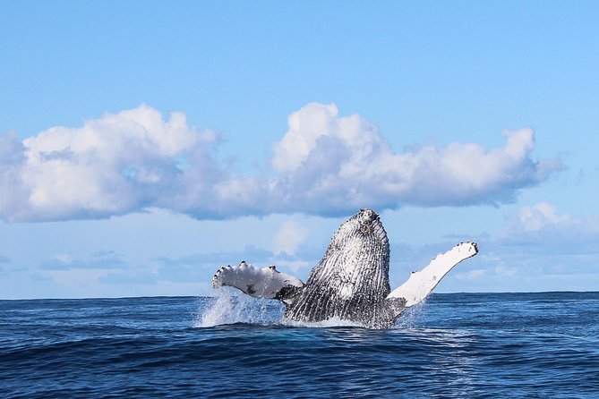 Marine Big 5 Safari: Self-Drive - Arriving at the Great White House in Gansbaai