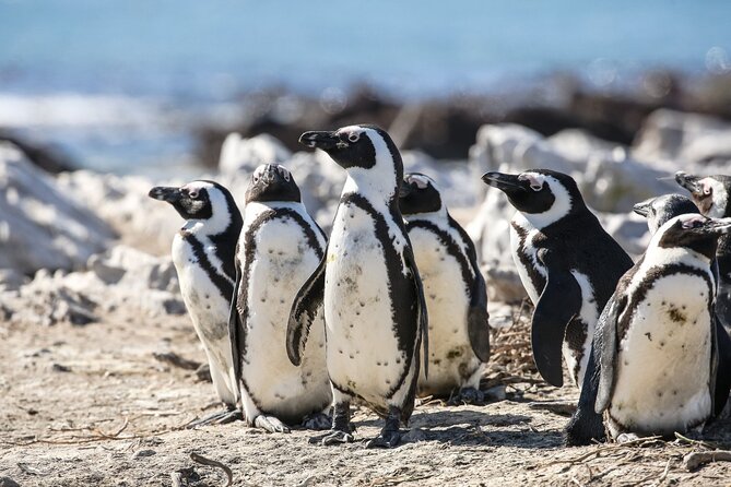Marine Big 5 Safari with transport from Cape Town - Whales, sharks, seals, penguins, and dolphins