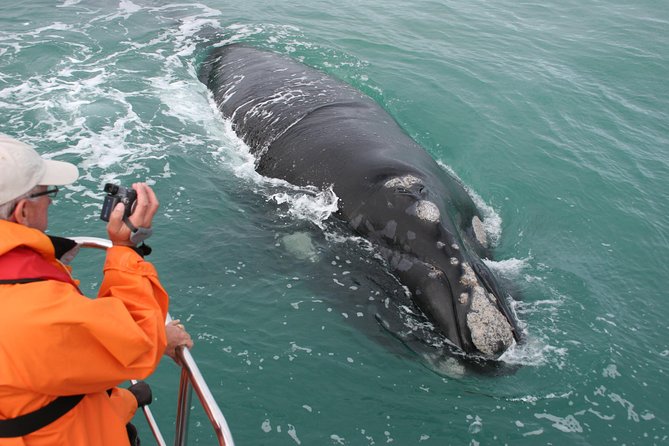 Marine Big 5 Safari with transport from Hermanus - Key points to know before booking