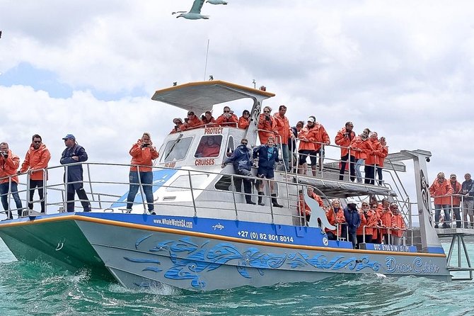 Marine Big 5 Safari with transport from Hermanus - What the Dyer Island cruise is really about