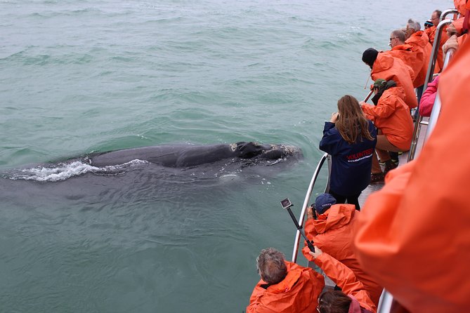 Marine Big 5 Safari with transport from Hermanus - The crew, marine biologist, and safety briefing