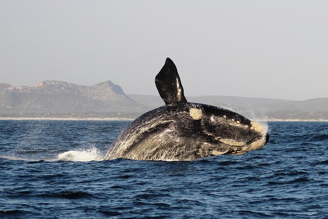 Marine Big 5 Safari with transport from Hermanus - The Marine Big 5: what you might see