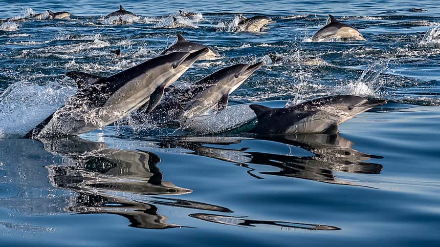 Marine Eco Cruise and Half-Day Wine Route with Tastings - A practical Waterfront break before Stellenbosch