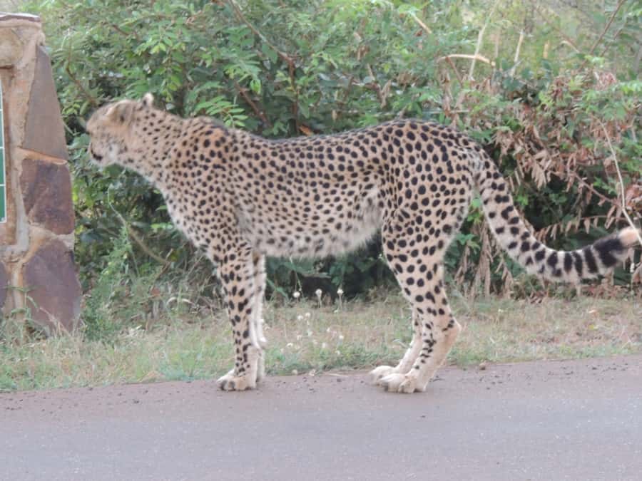 Marloth Park: Kruger National Park Safari Game Drives - Key points to know before booking