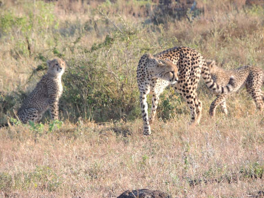 Marloth Park: Kruger National Park Safari Game Drives - The first three hours: animals, trees, and changing light